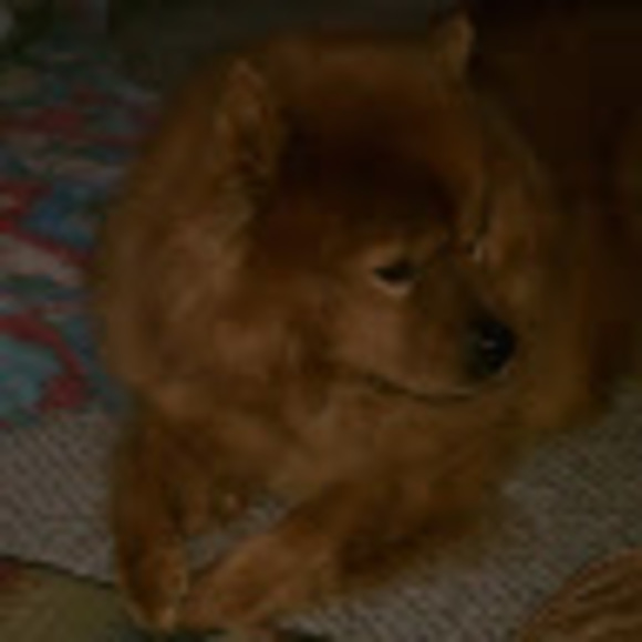 Meet your Posher, Ginger - Picture 1 of 1